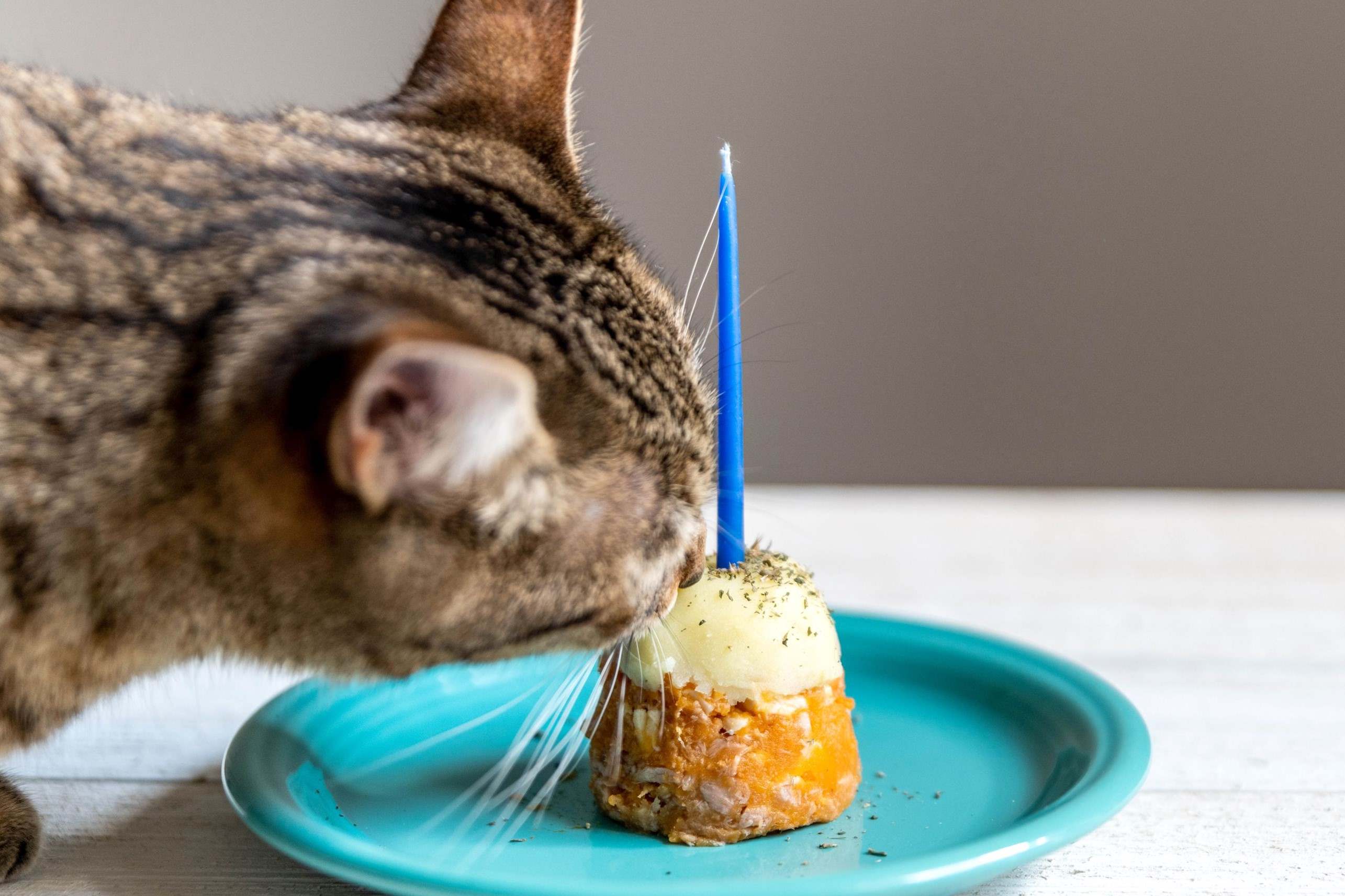 birthday-cake-for-cat-recipe